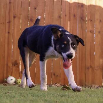 Rescue Shepherd and Husky Dogs for Adoption in Austin, Texas - Em JuM | PetCurious