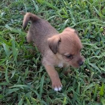 Munchkin -  Chihuahua Dog for Adoption in Liverpool, Texas - Munchkin | PetCurious