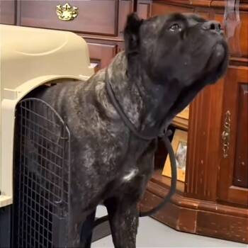 Rescue Cane Corso and Mixed Breed Dogs for Adoption in San Diego, California - Booli | PetCurious