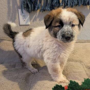 Clove -  Shepherd and Mixed Breed Dog for Adoption in San Antonio, Texas - Clove | PetCurious
