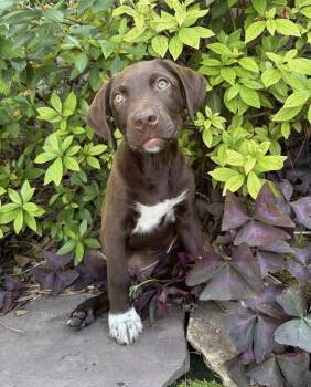 Tux -  Chocolate Labrador Retriever Dog Available for Adoption - Tux | PetCurious