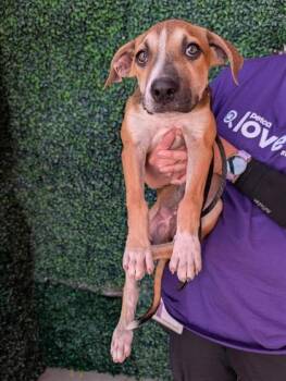 61521665 -  Shepherd and Mixed Breed Dog for Adoption in El Paso, Texas - 61521665 | PetCurious