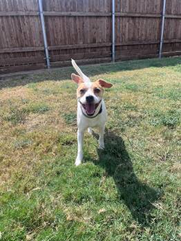 Shadow A220337 -  Beagle Dog for Adoption in Plano, Texas - Shadow A220337 | PetCurious