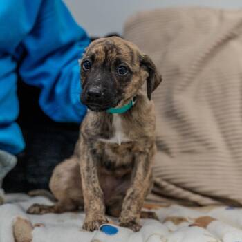 Plott Hound Dogs Available for Adoption - Bianca | PetCurious