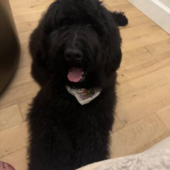 Sampson -  Standard Poodle Dog for Adoption in Monroe, North Carolina - Sampson | PetCurious