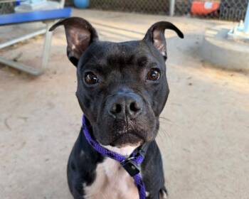 NORM -  Boxer and Mixed Breed Dog for Adoption in Charlotte, North Carolina - NORM | PetCurious