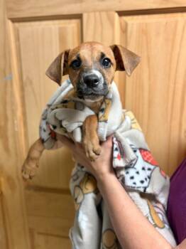 Mixed Breed Dogs Available for Adoption in Chillicothe, Ohio - Bed, Bath & Beyond | PetCurious