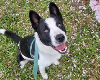 Border Collie and Mixed Breed Dogs Available for Adoption in Mckinleyville, California - GOPHER | PetCurious