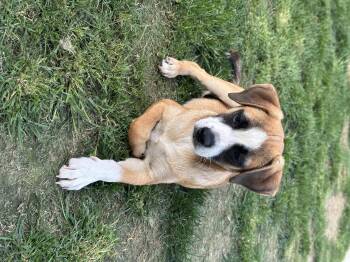 Miniature Pinscher and Terrier Dogs Available for Adoption in Bakersfield, California - Peter | PetCurious