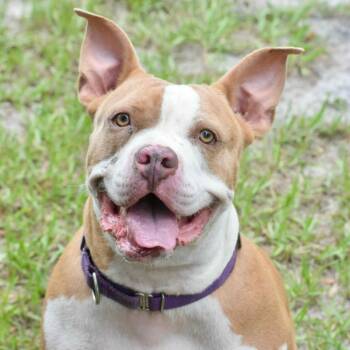 Rescue Terrier Dogs for Adoption in Umatilla, Florida - Chuma *SPONSORED* | PetCurious