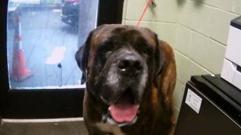 DANTE -  Mastiff Dog for Adoption in Tulsa, Oklahoma - DANTE | PetCurious