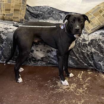 Rescue Pit Bull Terrier and Great Dane Dogs for Adoption in Baldwin, Wisconsin - Beau | PetCurious