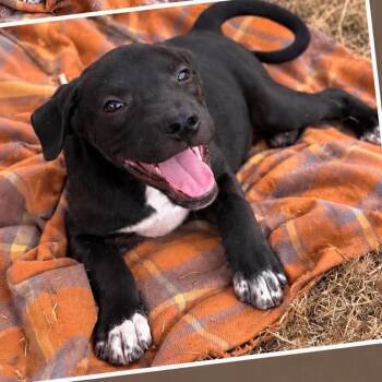 Freddie -  Labrador Retriever and Terrier Dog for Adoption in Wadena, Minnesota - Freddie | PetCurious