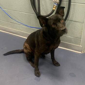Mae -  Mixed Breed Dog for Adoption in Greensboro, North Carolina - Mae | PetCurious
