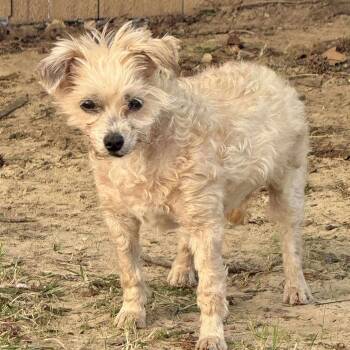 Rescue Yorkie Poo Dogs for Adoption in Broken Arrow, Oklahoma - Doris | PetCurious