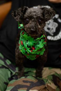 Rescue Poodle Dogs for Adoption in Frankfort, New York - Sue | PetCurious