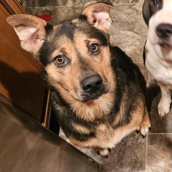 German Shepherd Dog and Mixed Breed Dogs Available for Adoption - Loki | PetCurious
