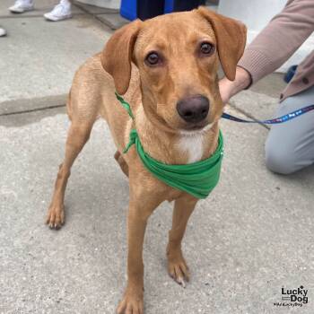 Rescue Labrador Retriever and Retriever Dogs for Adoption in Washington, District Of Columbia - Billie Jean | PetCurious
