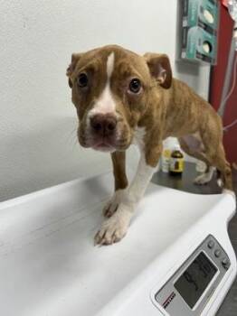 Mixed Breed Dogs Available for Adoption - Short Rib | PetCurious