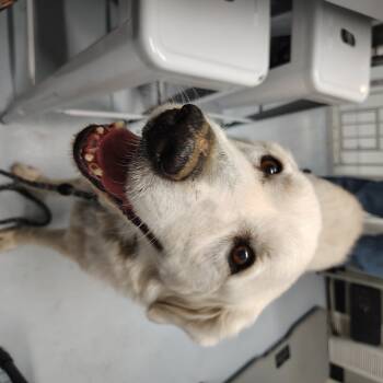 Rescue Great Pyrenees Dogs for Adoption in Springtown, Texas - CSAS-Stray-679 | PetCurious