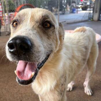 Patchy -  Anatolian Shepherd Dog for Adoption in Lake Jackson, Texas - Patchy | PetCurious