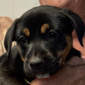 Wallen -  Shepherd and Mixed Breed Dog for Adoption in Oceanside, California - Wallen | PetCurious
