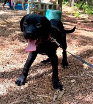 Sunset -  Mixed Breed Dog for Adoption in Wando, South Carolina - Sunset | PetCurious
