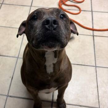 Akira -  Pit Bull Terrier Dog for Adoption in Newport, North Carolina - Akira | PetCurious