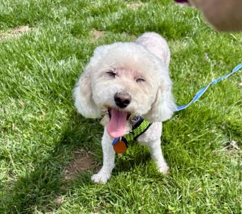 Miniature Poodle Dogs Available for Adoption in Media, Pennsylvania - TUCKER  | PetCurious