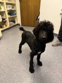 Hashbrown -  Standard Poodle Dog for Adoption in Sparta, Illinois - Hashbrown | PetCurious
