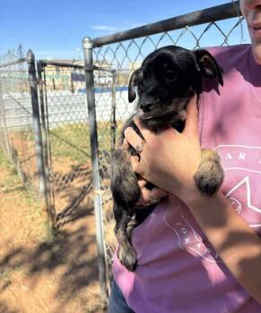 Rescue Terrier and Chihuahua Dogs for Adoption in Uxbridge, Massachusetts - Modesto | PetCurious