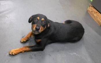 Rottweiler and Mixed Breed Dogs Available for Adoption in Picayune, Mississippi - Marceline | PetCurious