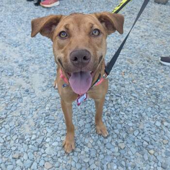 Lilian -  Labrador Retriever and Hound Dog for Adoption in Wake Forest, North Carolina - Lilian | PetCurious