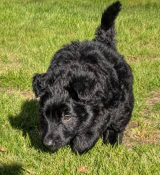 Oreo -  German Shepherd Dog Dog for Adoption in Seattle, Washington - Oreo | PetCurious