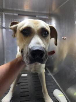 Mustang -  Labrador Retriever and Pit Bull Terrier Dog for Adoption in Austin, Texas - Mustang | PetCurious