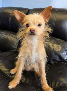 Chihuahua Dogs Available for Adoption - Oliver | PetCurious