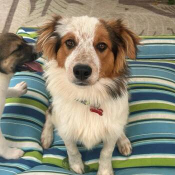 Banjo -  Australian Shepherd Dog for Adoption in Newport Beach, California - Banjo | PetCurious