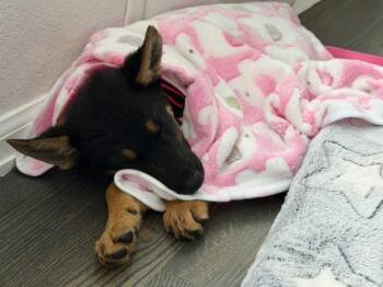 Freya -  Shepherd Dog Available for Adoption in Colorado Springs, Colorado - Freya | PetCurious