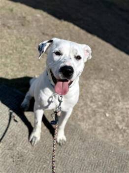 Rescue Mixed Breed Dogs for Adoption in Dallas, Texas - Felicity | PetCurious