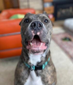 Cane Corso Dogs Available for Adoption - Cassius | PetCurious
