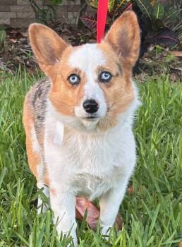 Corgi Dogs Available for Adoption in Alafaya, Florida - Teagan | PetCurious