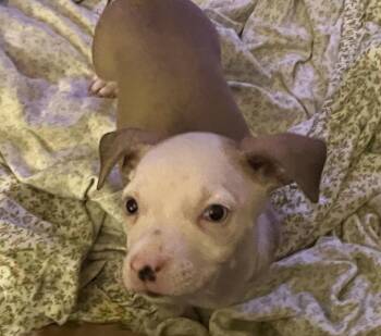 Rescue Labrador Retriever Dogs for Adoption in Pflugerville, Texas - Bravo | PetCurious