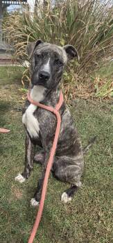 Rescue Pit Bull Terrier Dogs for Adoption in Martinsburg, West Virginia - Dexter | PetCurious