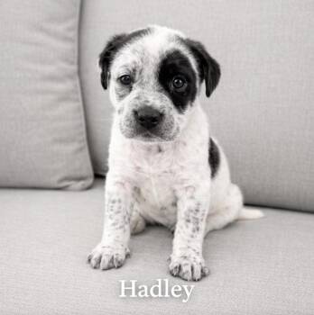 Catahoula Leopard Dog and Australian Cattle Dog Blue Heeler Dogs Available for Adoption - Hadley  | PetCurious