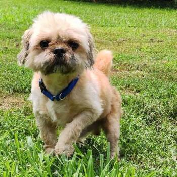 Chewy -  Shih Tzu and Pekingese Dog for Adoption in Glenelg, Maryland - Chewy | PetCurious