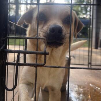 Chiqa -  Chihuahua and Pug Dog for Adoption in Valley, Alabama - Chiqa | PetCurious