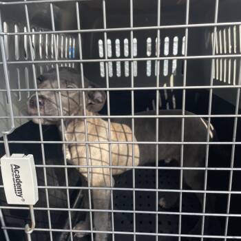 Leroy -  Pit Bull Terrier Dog for Adoption in Lake Jackson, Texas - Leroy | PetCurious
