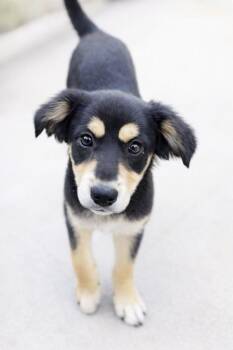 Hunter -  Black And Tan Coonhound Dog for Adoption in Escondido, California - Hunter | PetCurious