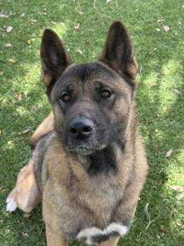 Velma - 2 -  Akita and Mixed Breed Dog for Adoption in Daytona Beach, Florida - Velma - 2 | PetCurious