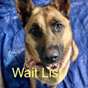 Roxy -  German Shepherd Dog Dog for Adoption in Livingston, Texas - Roxy | PetCurious